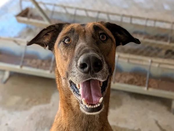 Kipper, male young mixed breed for adoption at ADANA Costa del Sol, Estepona