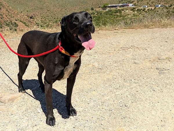 Kira, female 6yo Pointer for adoption at ADANA Costa del Sol, Estepona