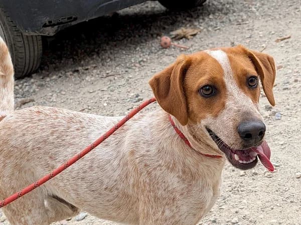Loco, male puppy Mixed Breed for adoption at ADANA Costa del Sol, Estepona