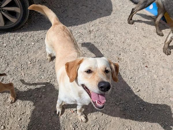 Luna, female young Labrador Retriever for adoption at ADANA Costa del Sol, Estepona