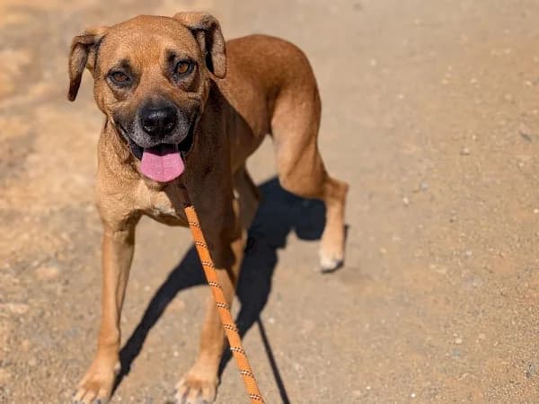 Martha, female 4yo Podenco for adoption at ADANA Costa del Sol, Estepona