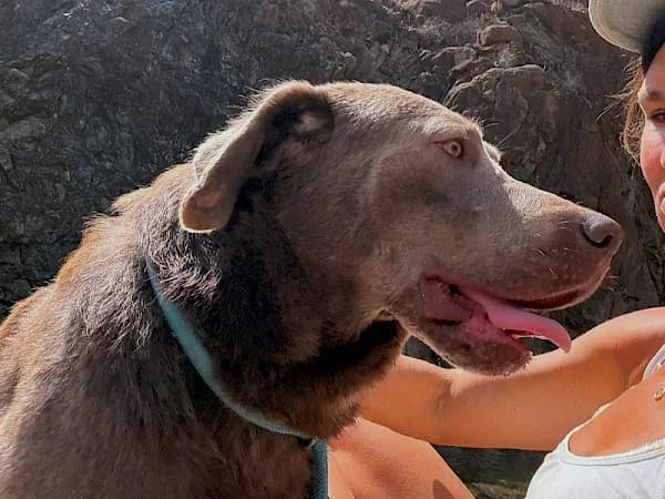Miguelito, male young Labrador Retriever for adoption at ADANA Costa del Sol, Estepona