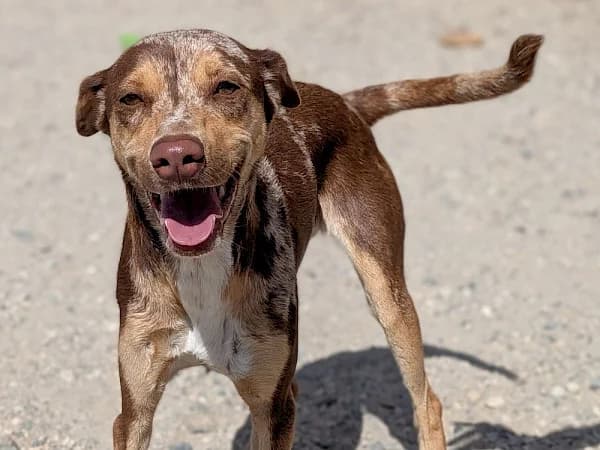 Mila, female young Pointer for adoption at ADANA Costa del Sol, Estepona