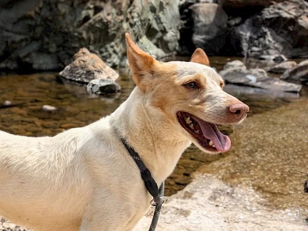 Molly, female 6yo Podenco for adoption at ADANA Costa del Sol, Estepona