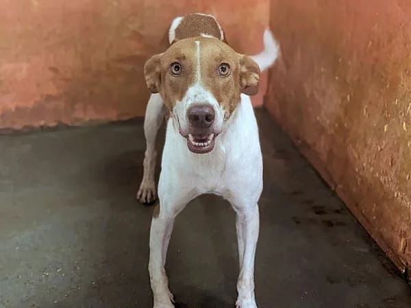 Natalia, female 4yo Podenco for adoption at ADANA Costa del Sol, Estepona