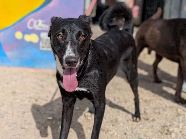 Norbert, male young Podenco for adoption at ADANA Costa del Sol, Estepona