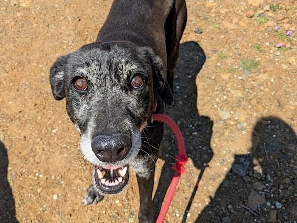 Ochre, female 7yo mixed breed for adoption at ADANA Costa del Sol, Estepona
