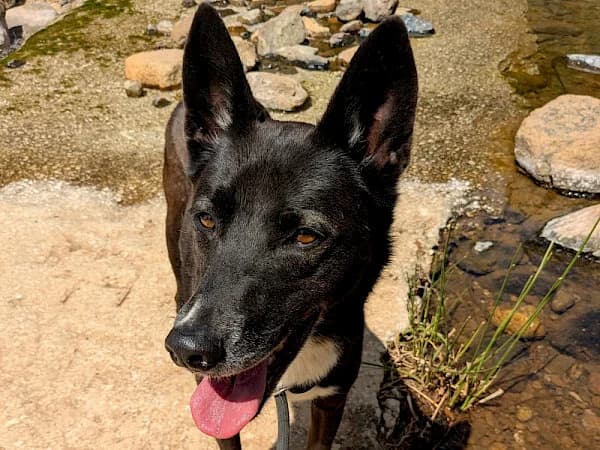 Phoenix, female 5yo Podenco for adoption at ADANA Costa del Sol, Estepona