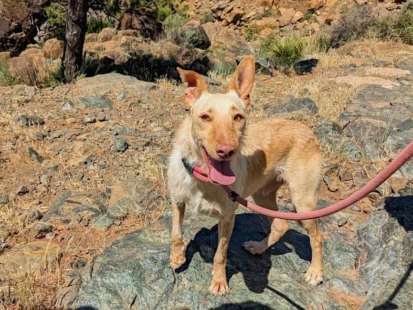 Pierre, male young Podenco for adoption at ADANA Costa del Sol, Estepona