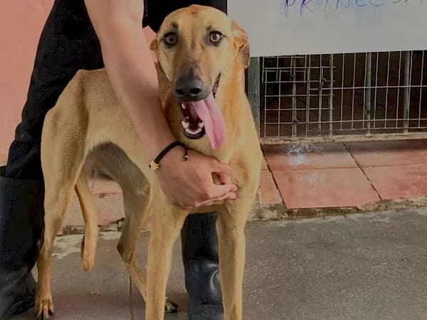 Princesa, female young Galgo Español for adoption at ADANA Costa del Sol, Estepona