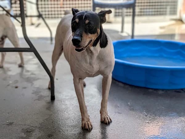 Pudding, male 7yo mixed breed for adoption at ADANA Costa del Sol, Estepona