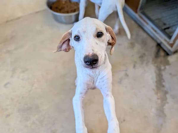 Raphael, male puppy Pointer for adoption at ADANA Costa del Sol, Estepona