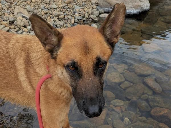 Rex 2, male 5yo Belgian Shepherd for adoption at ADANA Costa del Sol, Estepona