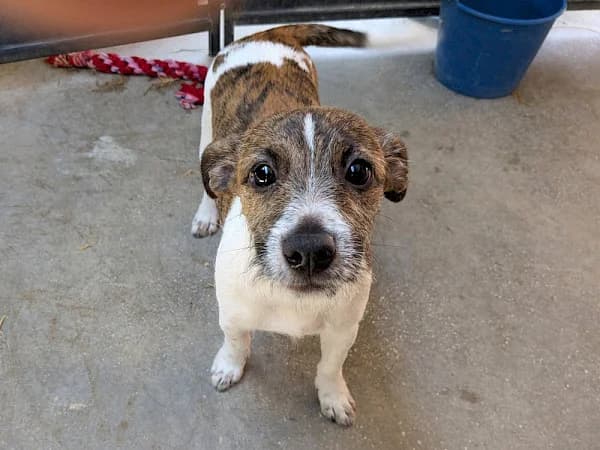 Rufino, male young Mixed Breed for adoption at ADANA Costa del Sol, Estepona