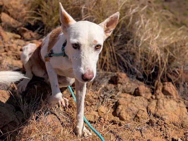Sally, female 6yo Podenco for adoption at ADANA Costa del Sol, Estepona