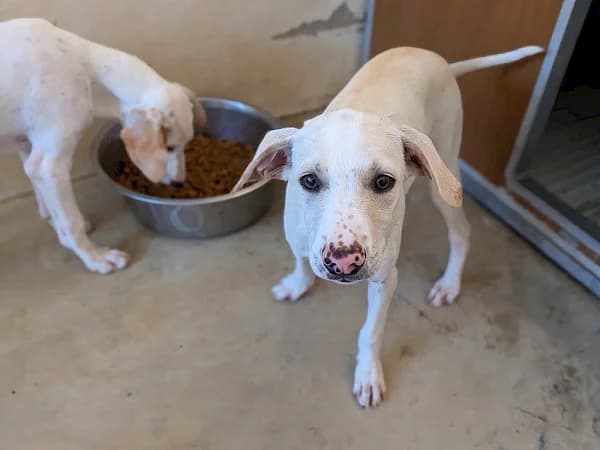 Sebastian, male puppy Pointer for adoption at ADANA Costa del Sol, Estepona