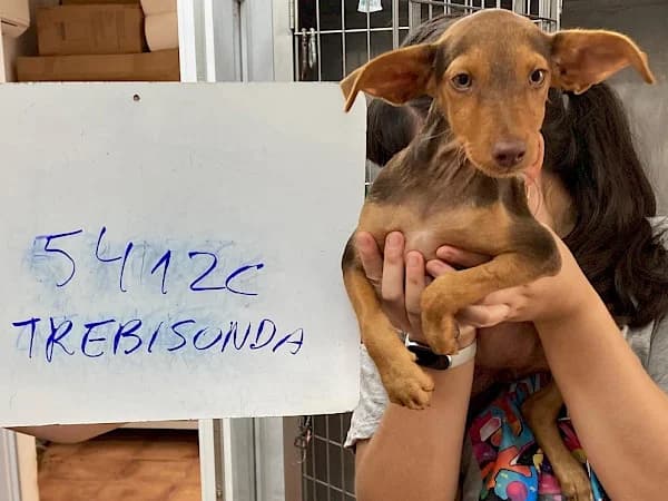Trebisonda, female puppy Podenco for adoption at ADANA Costa del Sol, Estepona