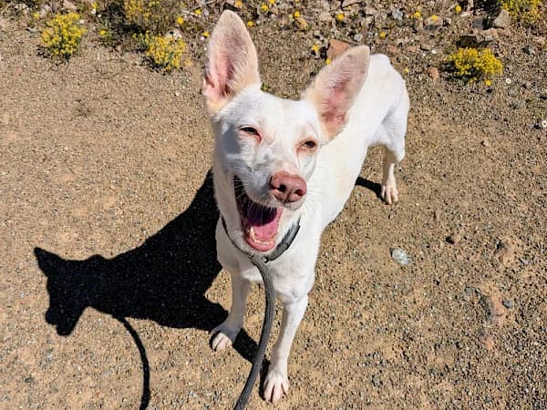 Wesley, male 7yo Podenco for adoption at ADANA Costa del Sol, Estepona
