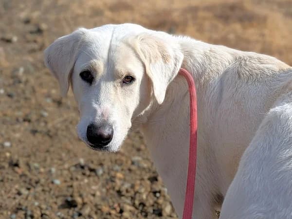 Zara, female 3yo Labrador Retriever for adoption at ADANA Costa del Sol, Estepona