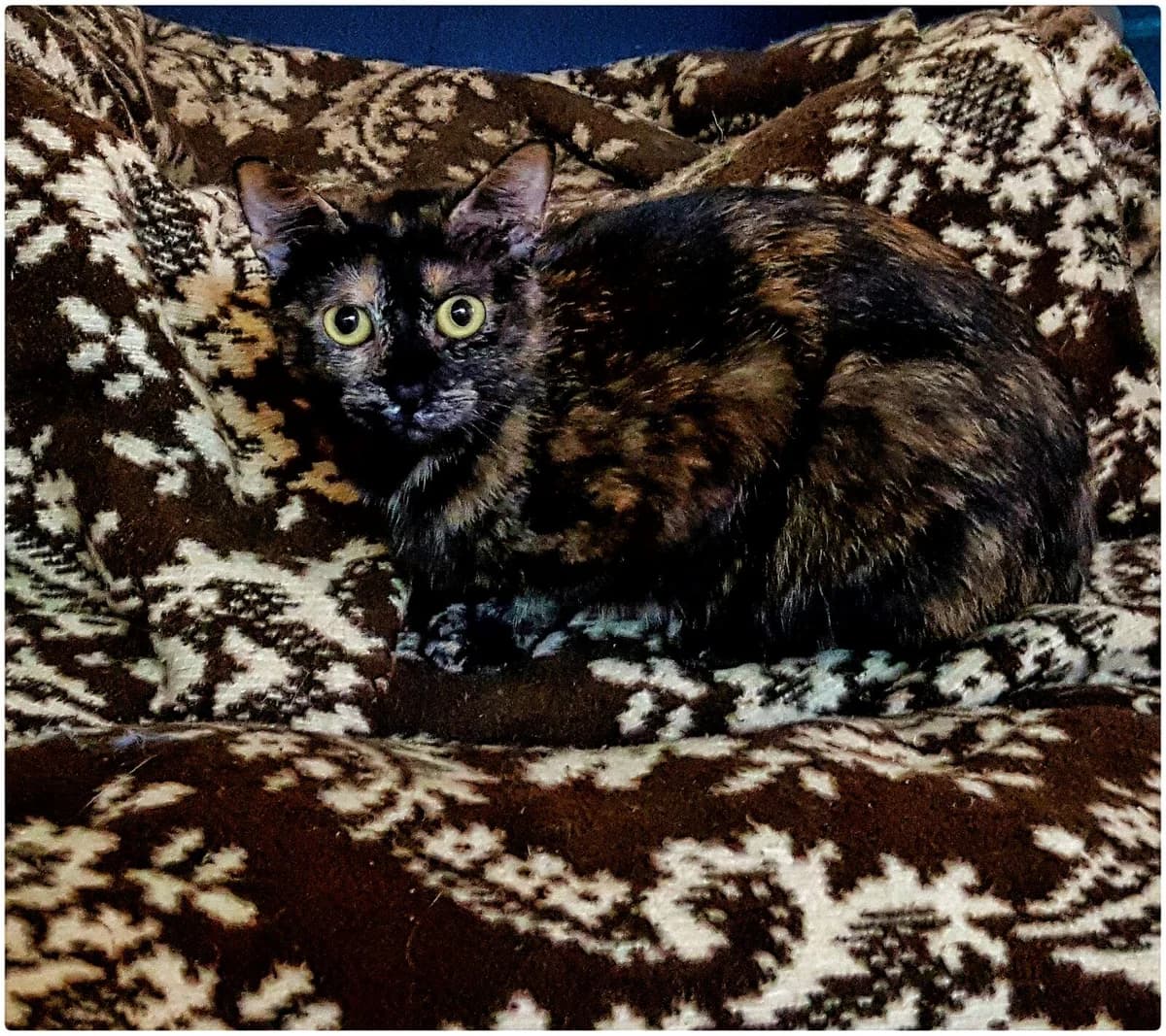 Encina, female senior European Shorthair for adoption at ADANA Badajoz
