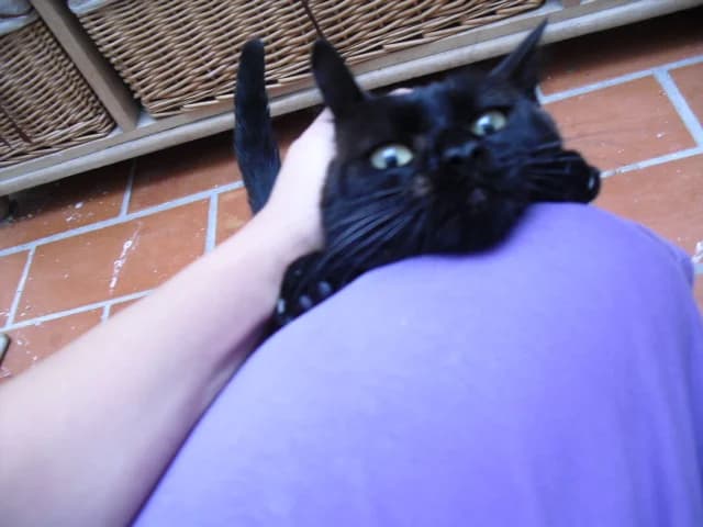 GUADALUPE, female senior European Shorthair for adoption at ADANA Badajoz