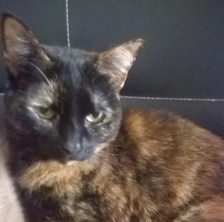 TININA, female senior mixed breed for adoption at ADANA Badajoz