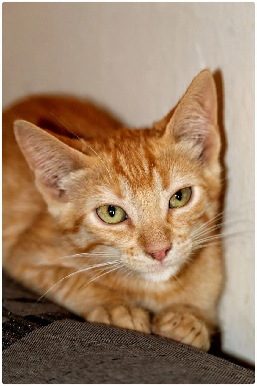 COOPER, male senior European Shorthair for adoption at ADANA Badajoz