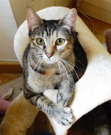 NANI, female senior European Shorthair for adoption at ADANA Badajoz