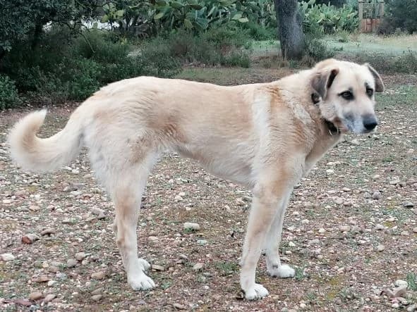 MILI, female 6yo Mixed Breed for adoption at ADANA Badajoz