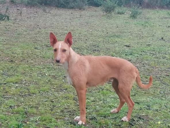 Maritrini, female 6yo Podenco for adoption at ADANA Badajoz