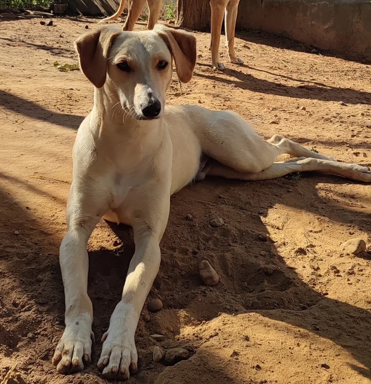 CER, male 4yo Galgo Español for adoption at ADANA Badajoz