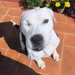 Marshall, male 6yo mixed breed for adoption at ADAP Penedès
