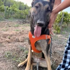 Eric, male Belgian Malinois for adoption at ADAP Penedès