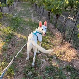 Buny, female Mixed Breed for adoption at ADAP Penedès