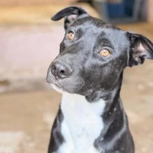 Nox, male young Mixed Breed for adoption at ADAP Penedès