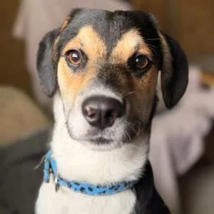 Hugo, male Mixed Breed for adoption at ADAP Penedès