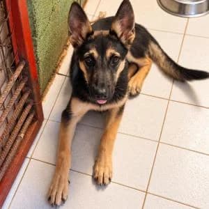 Thelma, female German Shepherd for adoption at ADAP Penedès