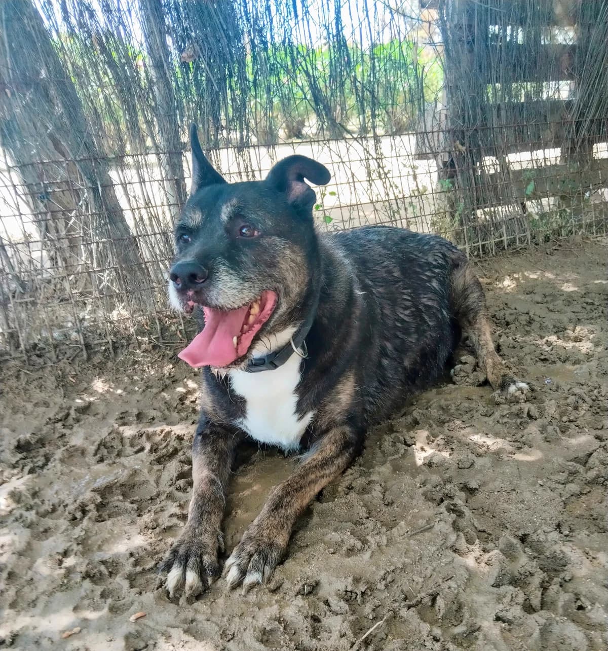 Trueno, Mixed Breed for adoption at Centro de Proteccion Animal de Madrid, Madrid