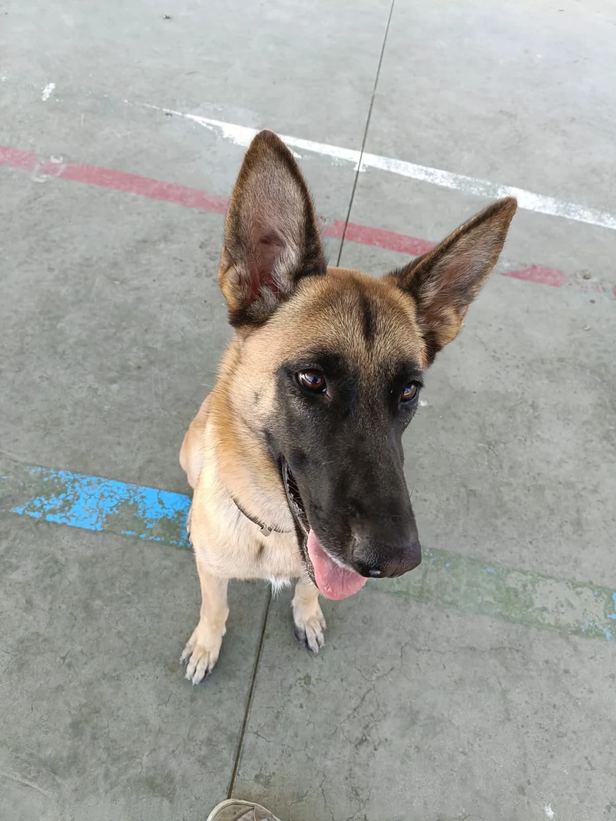 Hera, Belgian Malinois for adoption at Centro de Proteccion Animal de Madrid, Madrid