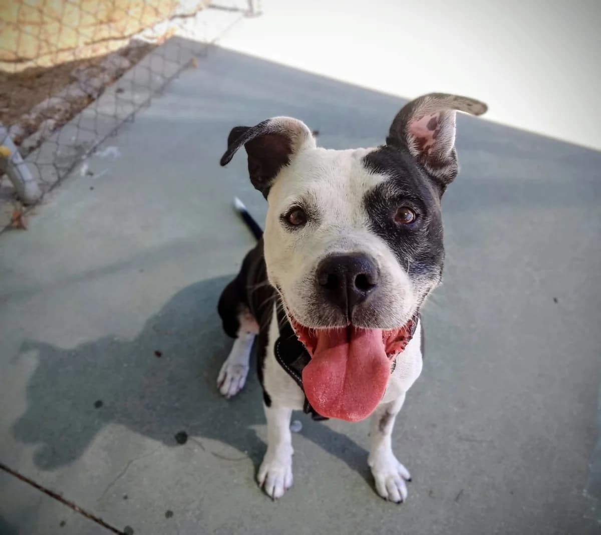 Ares, 6yo Pit Bull Terrier for adoption at Centro de Proteccion Animal de Madrid, Madrid