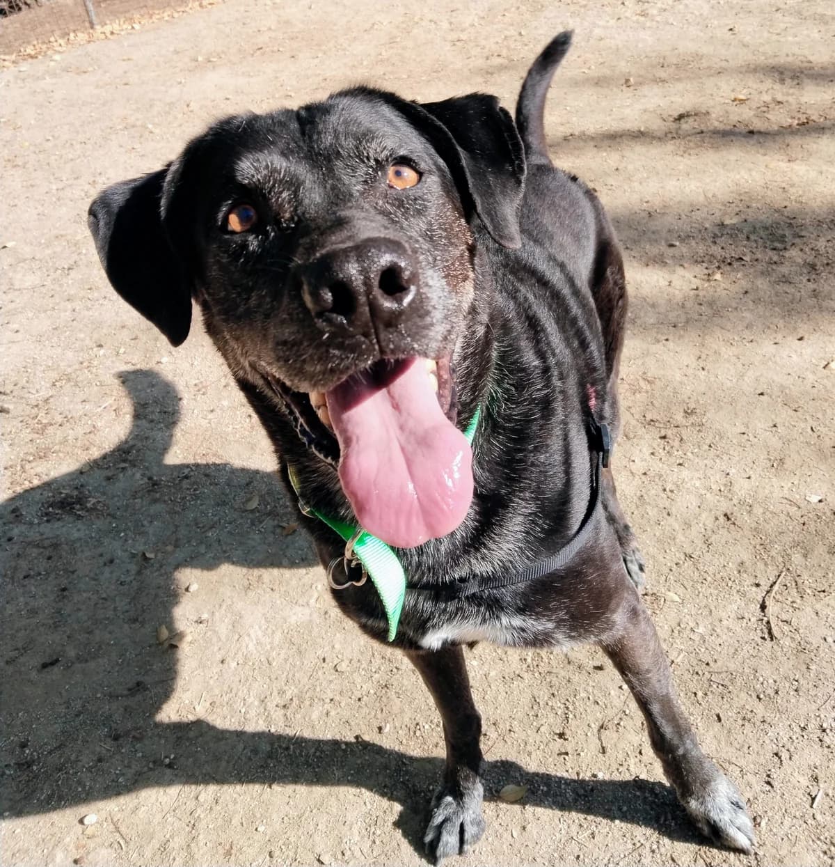 Gamu, senior Labrador Retriever for adoption at Centro de Proteccion Animal de Madrid, Madrid