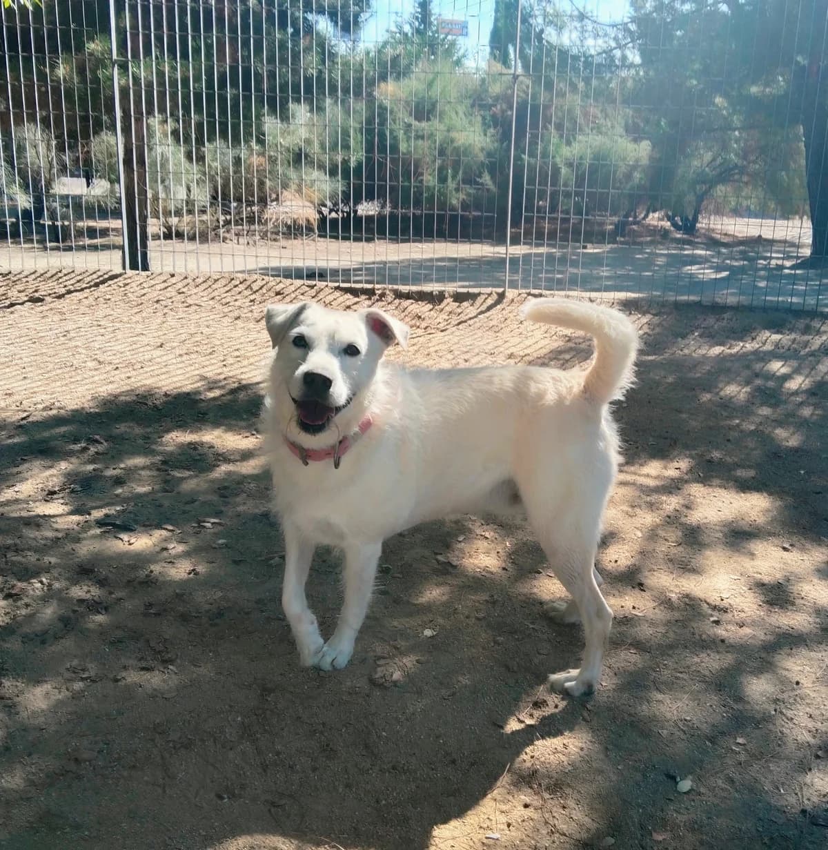 Zeus, Mixed Breed for adoption at Centro de Proteccion Animal de Madrid, Madrid