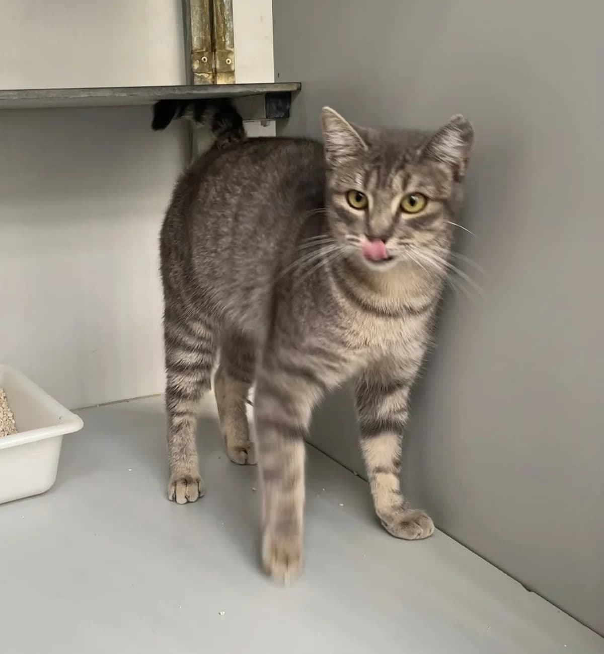 Galleta, European Shorthair for adoption at Centro de Proteccion Animal de Madrid