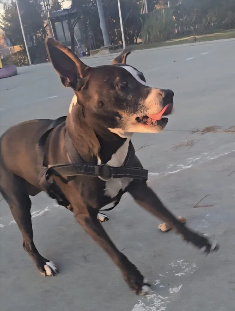 Reina, Mixed Breed for adoption at Centro de Proteccion Animal de Madrid, Madrid