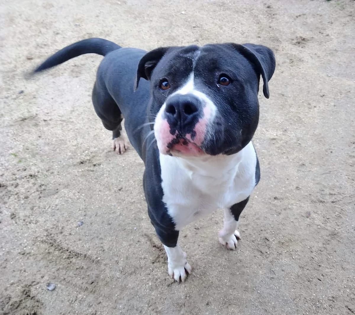 Argos, young American Staffordshire Terrier for adoption at Centro de Proteccion Animal de Madrid, Madrid