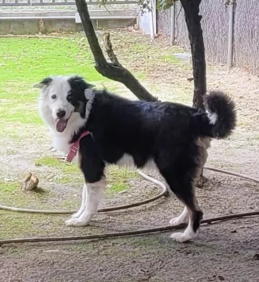 Bobby, female Border Collie for adoption at Centro de Proteccion Animal de Madrid, Madrid
