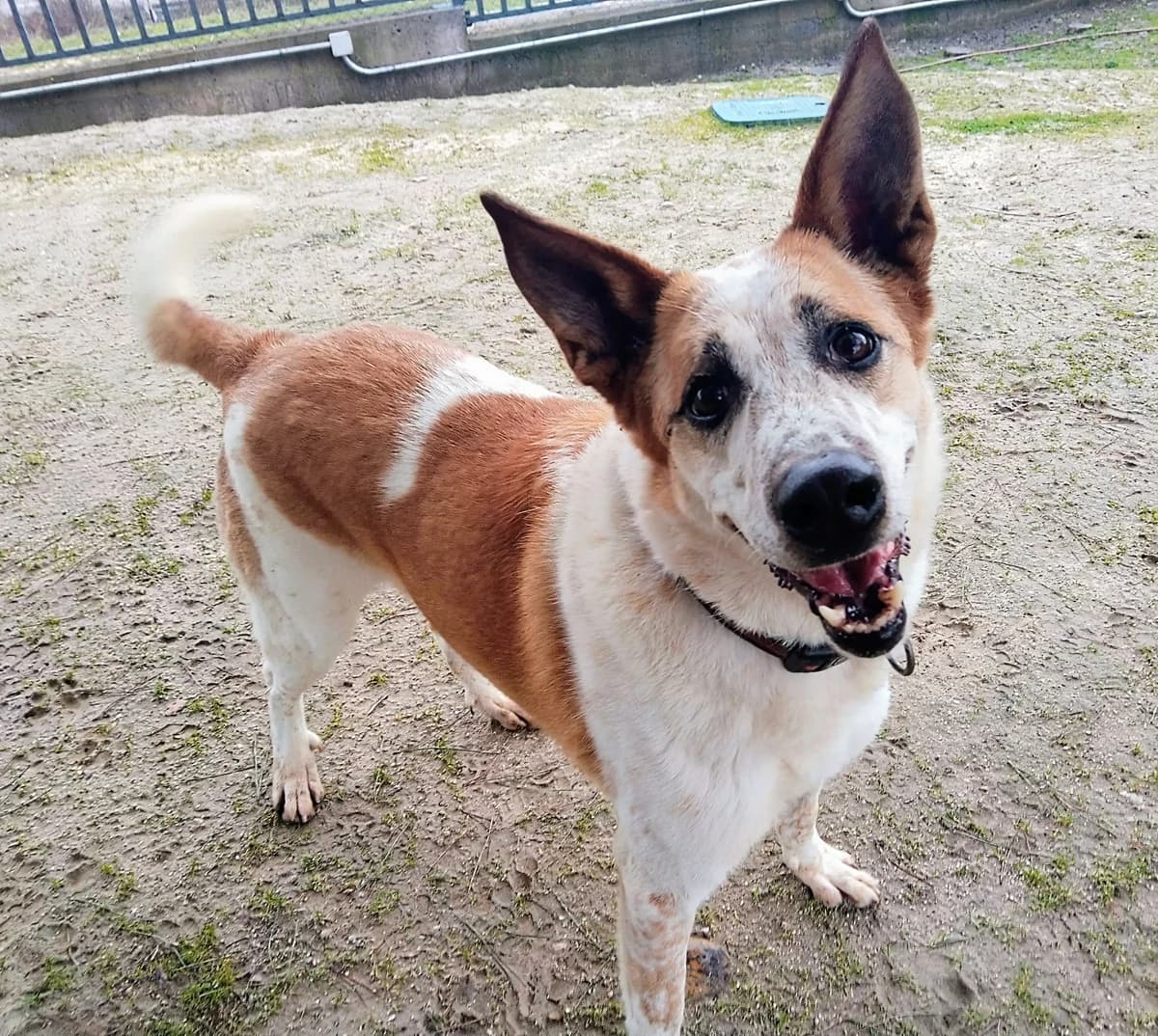 Mico, senior Mixed Breed for adoption at Centro de Proteccion Animal de Madrid, Madrid