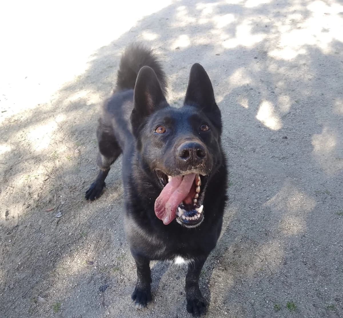 Tizón, 3yo Mixed Breed for adoption at Centro de Proteccion Animal de Madrid, Madrid