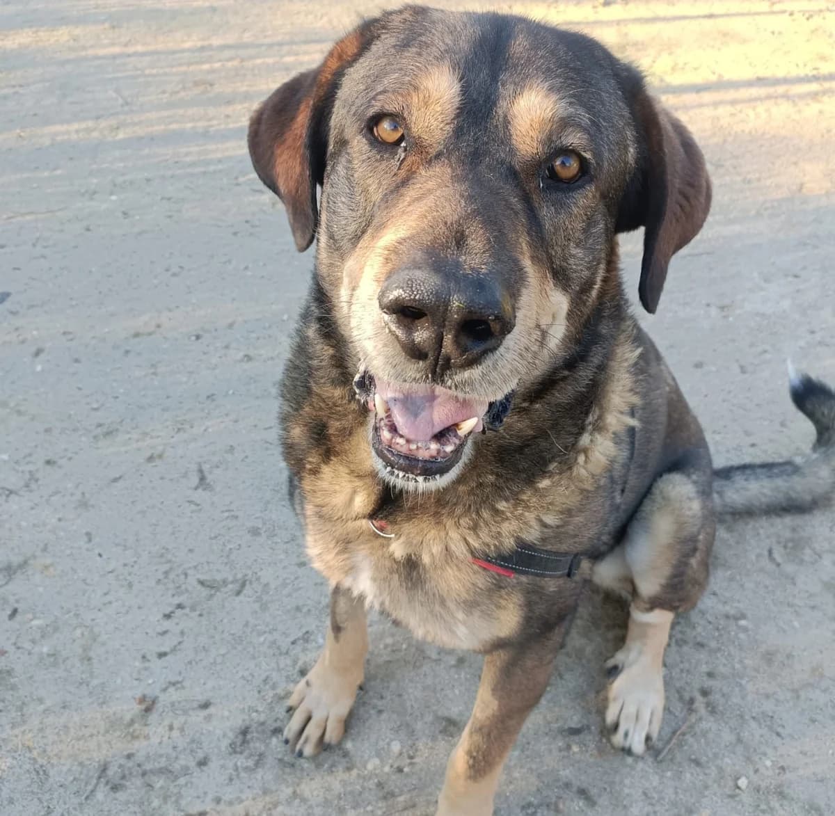Akiles, female 5yo mixed breed for adoption at Centro de Proteccion Animal de Madrid, Madrid