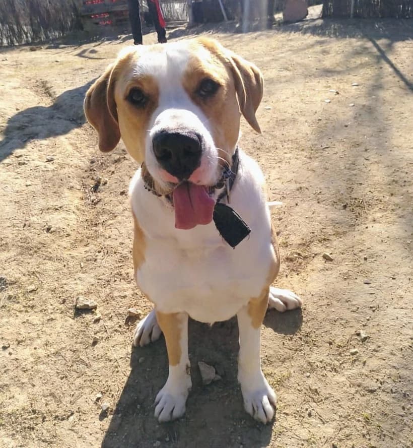 Berlín, 5yo Mixed Breed for adoption at Centro de Proteccion Animal de Madrid, Madrid
